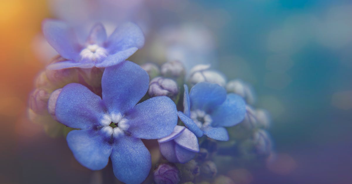 What is the significance of the color blue in "I Know Who Killed Me"? - Blooming forget me not flowers with delicate petals in garden