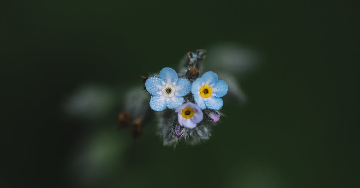 What is the significance of the color blue in "I Know Who Killed Me"? - From above of small blossoming scorpion grasses with tender blue petals growing in park