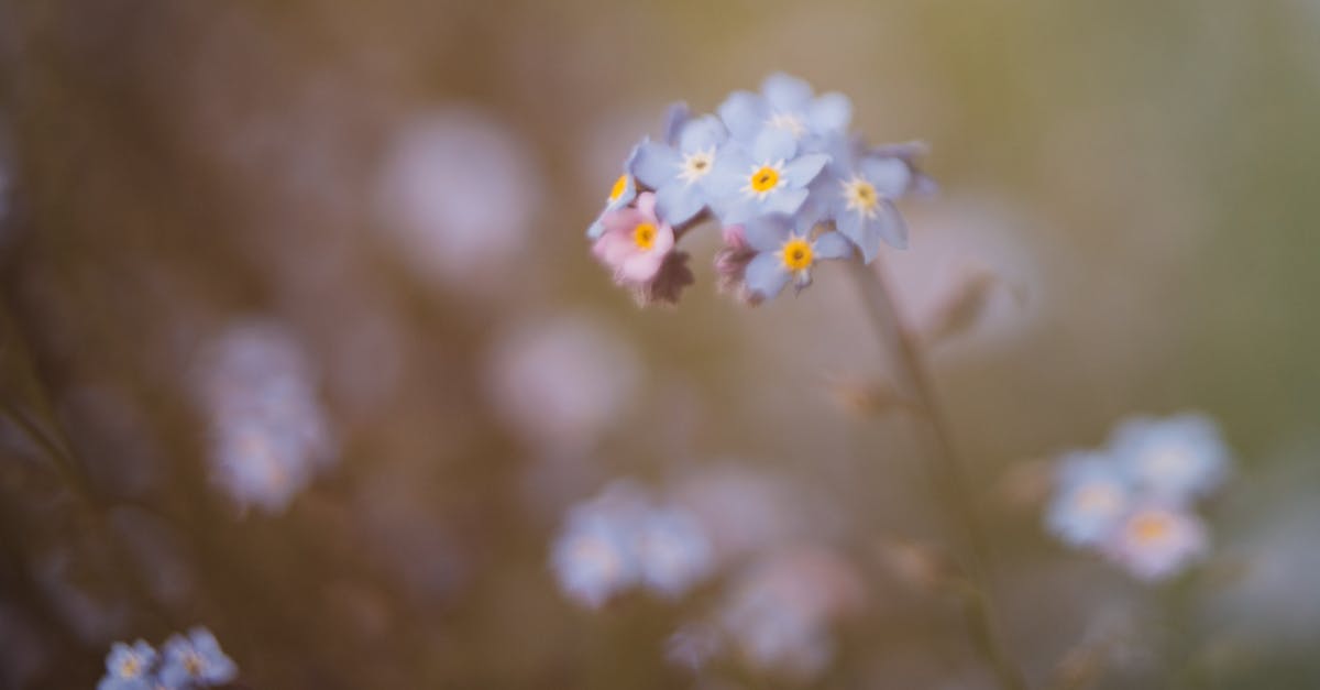 What is the significance of the color blue in "I Know Who Killed Me"? - Blooming forget me not in park in summer