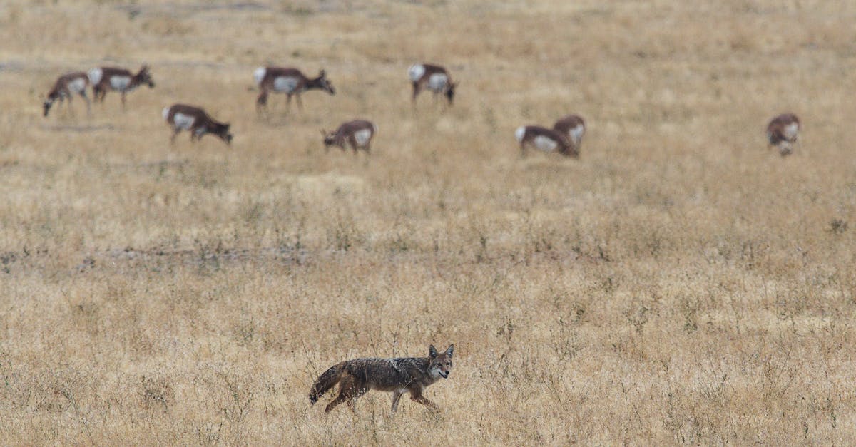 What is the significance of the coyote references in the Helter Skelter docuseries? - Grey and Brown Fox on Open Field Near Herd of Deer