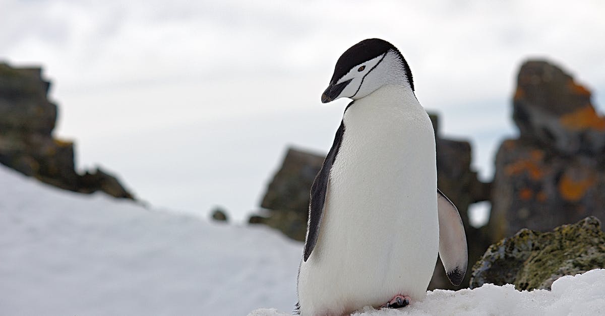 What is the significance of the penguin in Fifteen Million Merits? - Penguin on Top of Snow Wildlife Photography
