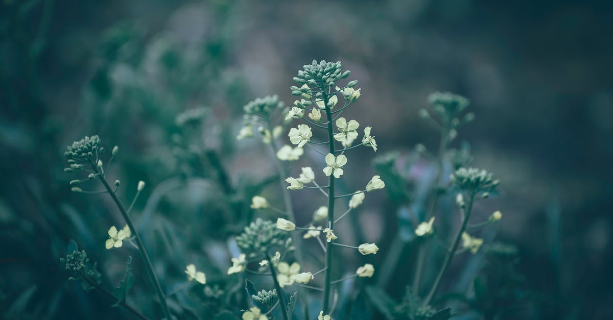 What is this 60's movie about small "mafia"? [closed] - Closeup of thin green stems with small gentle while flowers of shepherd s purse plant growing in wild nature