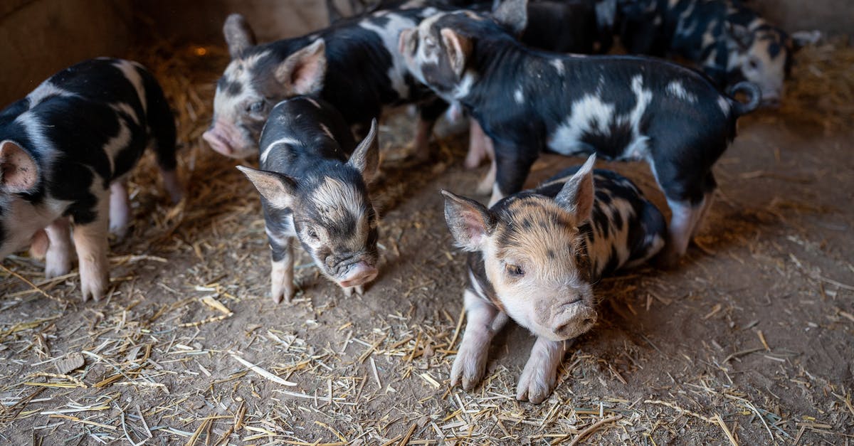What is this creature/machine removing a baby from the treepod? - From above cute black and white piglets with funny curvy tails playing together on rural barn ground