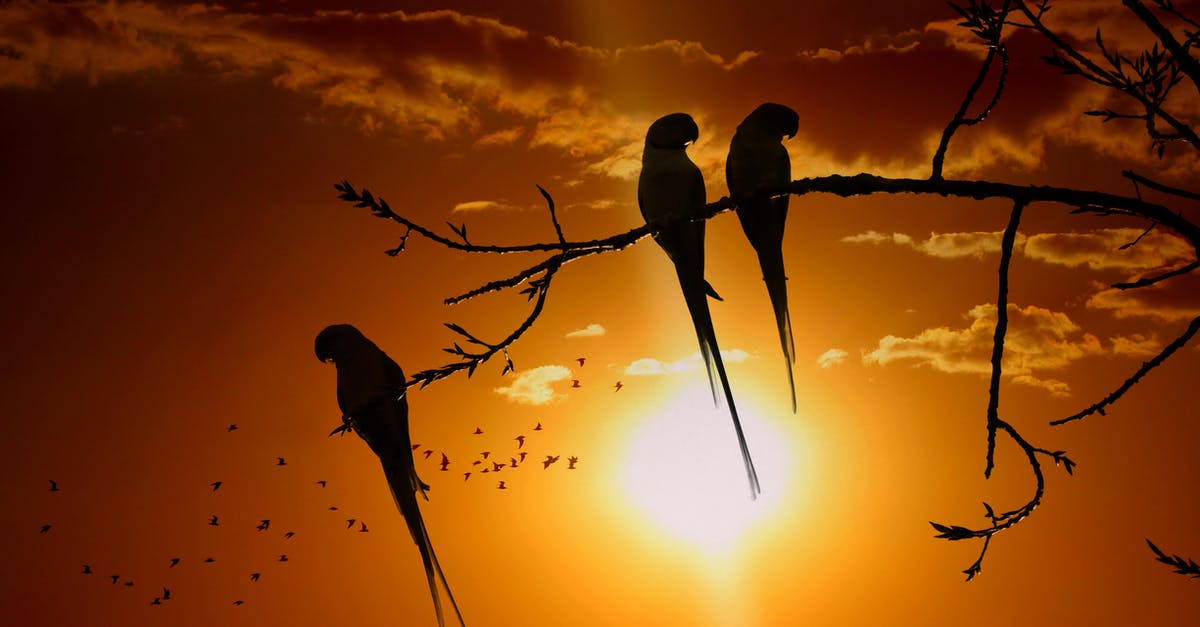 What is with the taxidermied animals and birds Norman Bates had in Psycho? - Silhouette of Birds on Tree Branch during Sunset