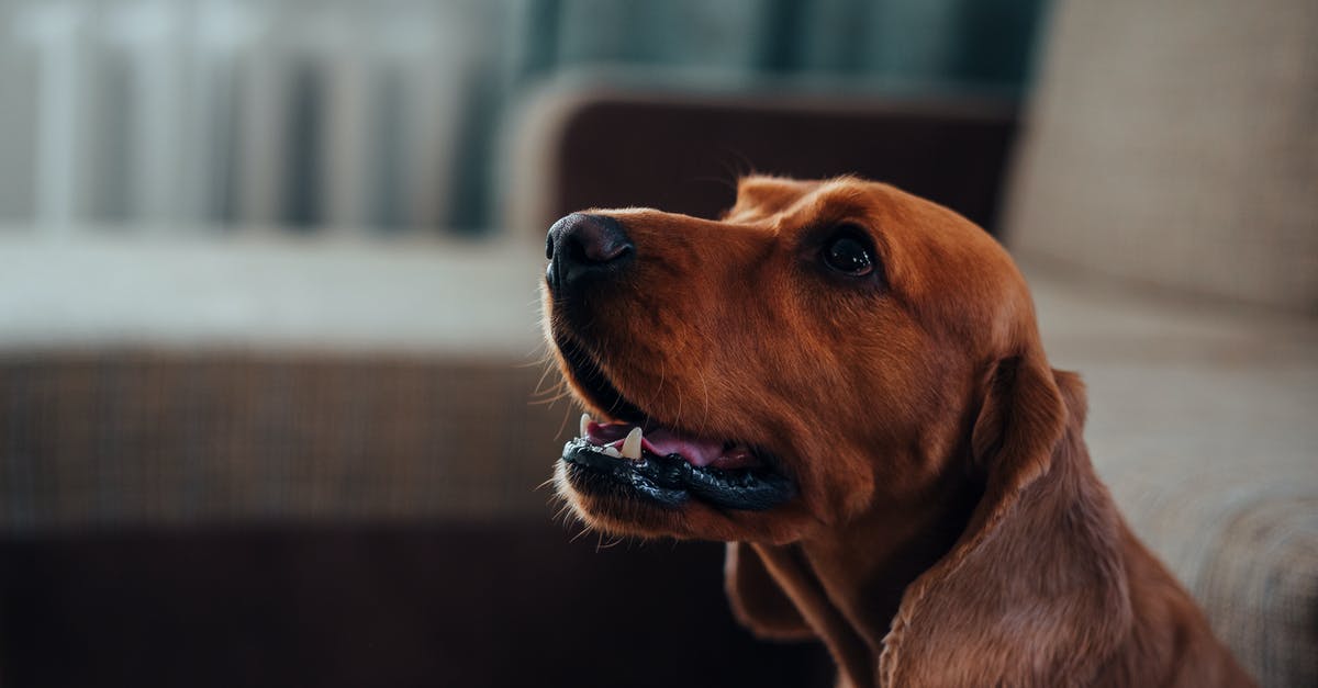 What kind of surgery was operated on Root's ear in episode / (S03E17) - Side view of muzzle of cute purebred brown Labrador Retriever with opened mouth and big ears sitting near sofa and looking away attentively