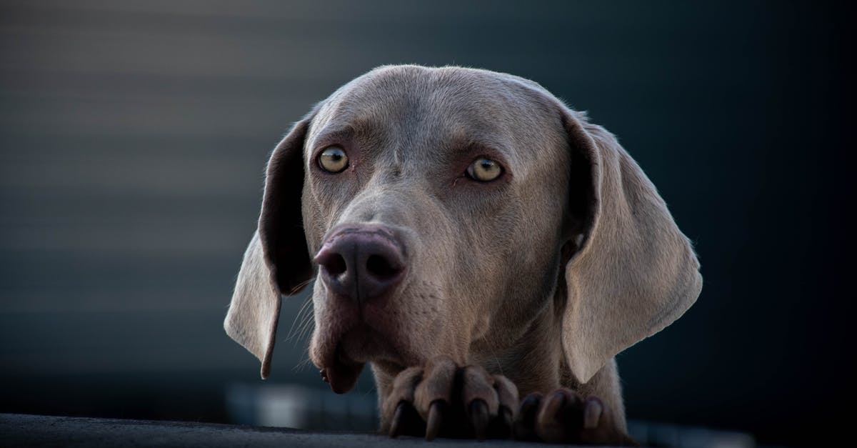 What kind of surgery was operated on Root's ear in episode / (S03E17) - Attentive Weimaraner dog looking away