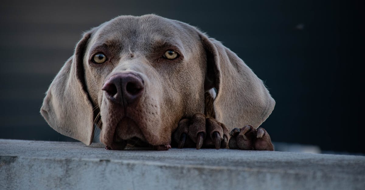 What kind of surgery was operated on Root's ear in episode / (S03E17) - Cute Weimaraner dog with large ears and sad eyes