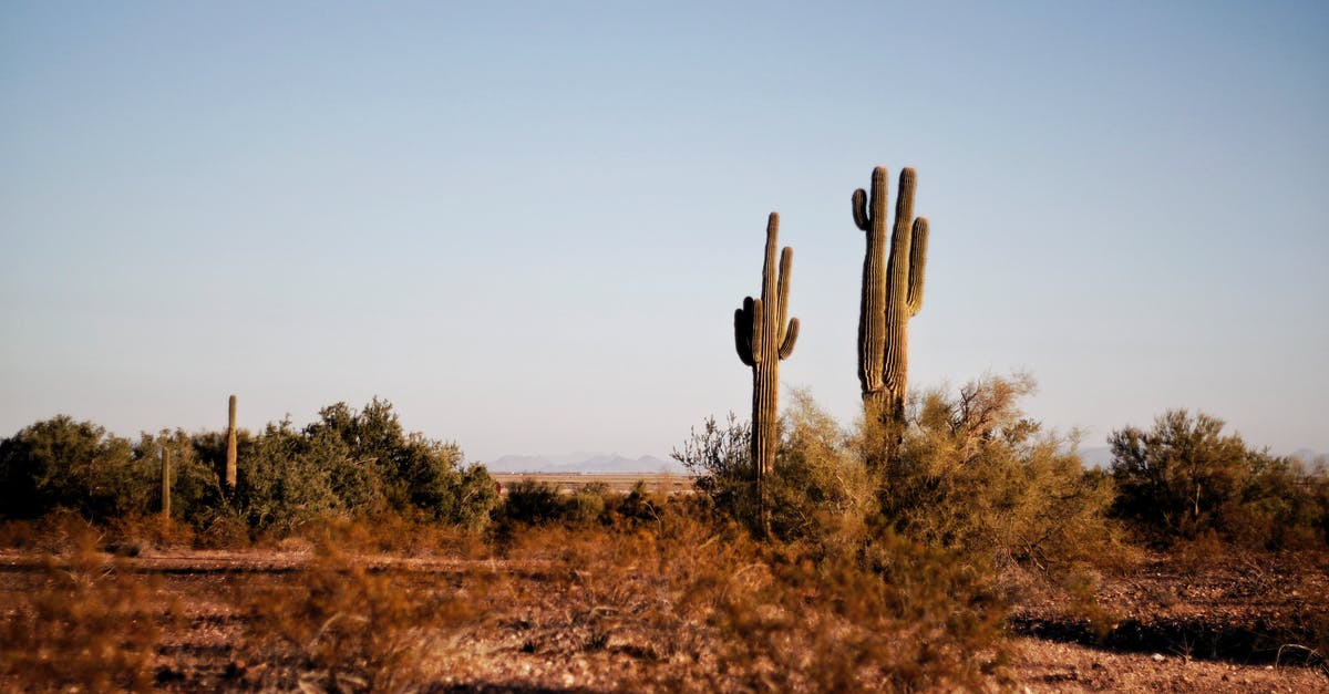 What sickness was carried by the CSS Texas in Sahara? - Two Green Cactus Plants at Daytime