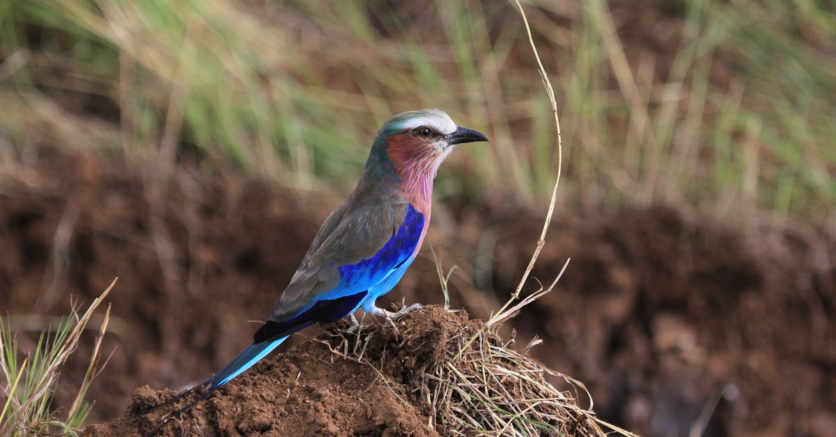What species are Mar Vell and Yon Rogg? [duplicate] - Side view of small blue bellied roller sitting on ground among green grass