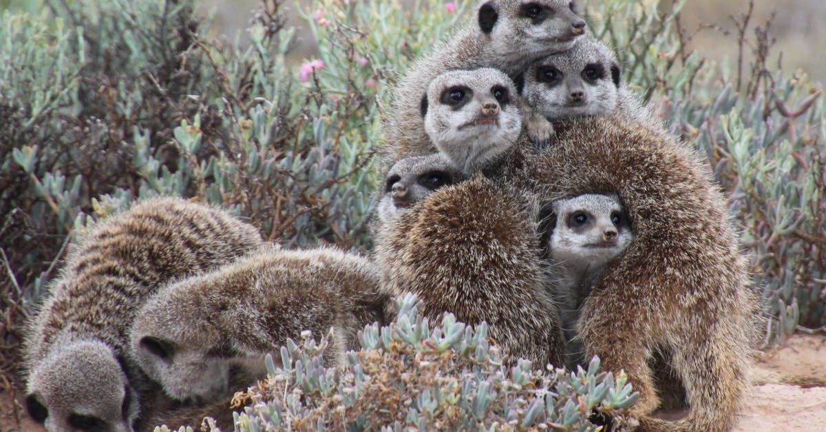 What species are the Minions? - Gray Meerkat Facing Cameras