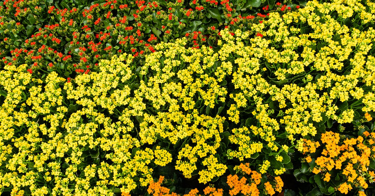 What type of character is Cheryl Blossom - From above of dense lush bushes with multicolored tagetes flowers with green leaves growing in botanical garden on summer day