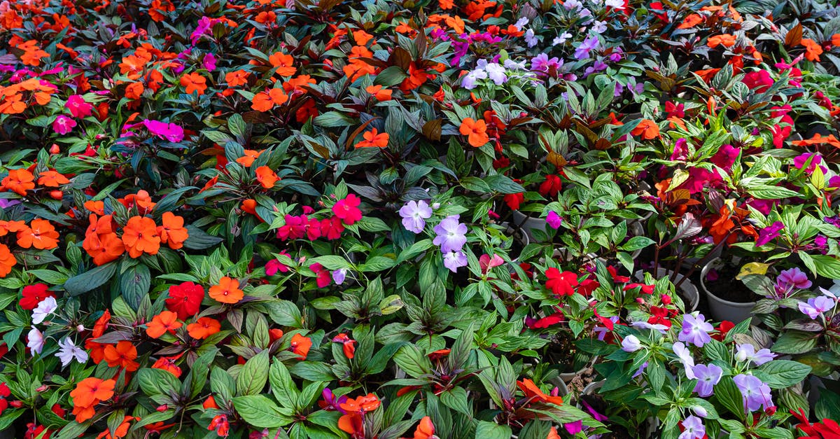 What type of character is Cheryl Blossom - Abundance of impatiens flowers with multicolored petals and green leaves growing on shrubs in botanical garden on summer day