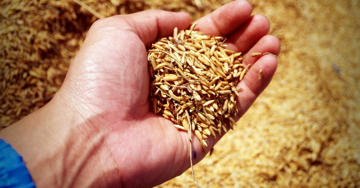 What was Amberle Elessedil holding if she is the seed herself? - Person Holding Rice Grains