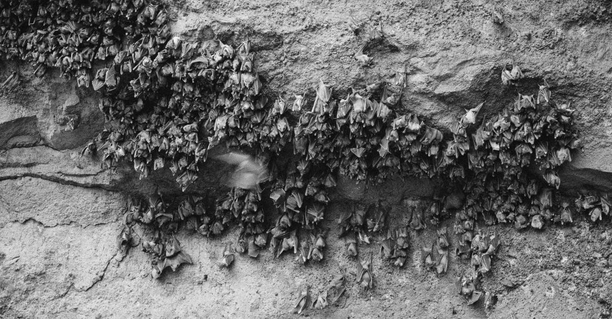 What was Bruce testing in the bat cave in Batman Begins? - Monochrome Shot of a Colony of Bats Hanged in a Cave