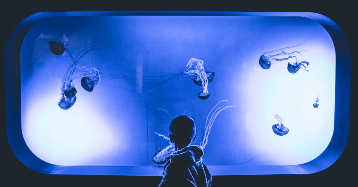 What was doing the stinging in Maze Runner? - Boy Standing in Front Of Jelly Fish Aquarium With Purple Light