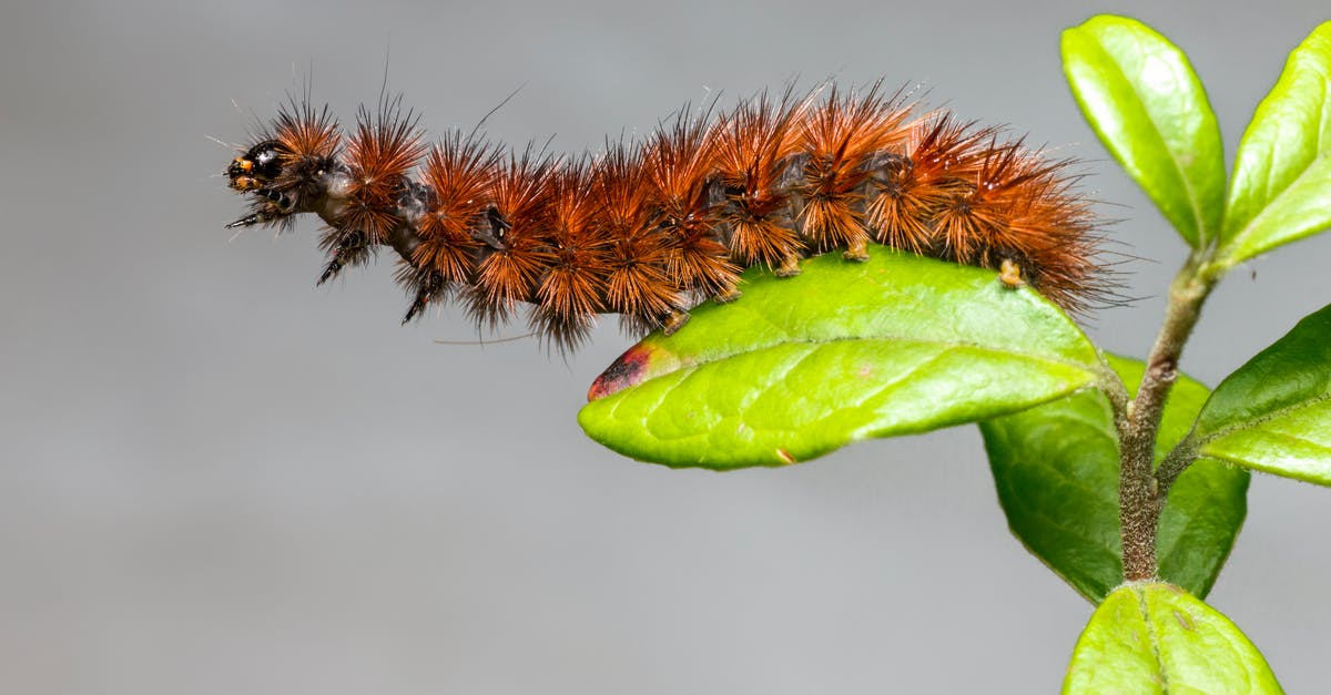 What was happening to Ruby? - Brown Caterpillar on Green Leaf