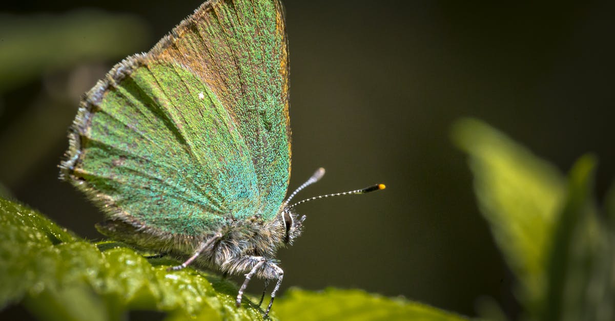 What was happening to Ruby? - Close Up Photo of a Green Hairstreak Butterfly Perched on Green Leaf