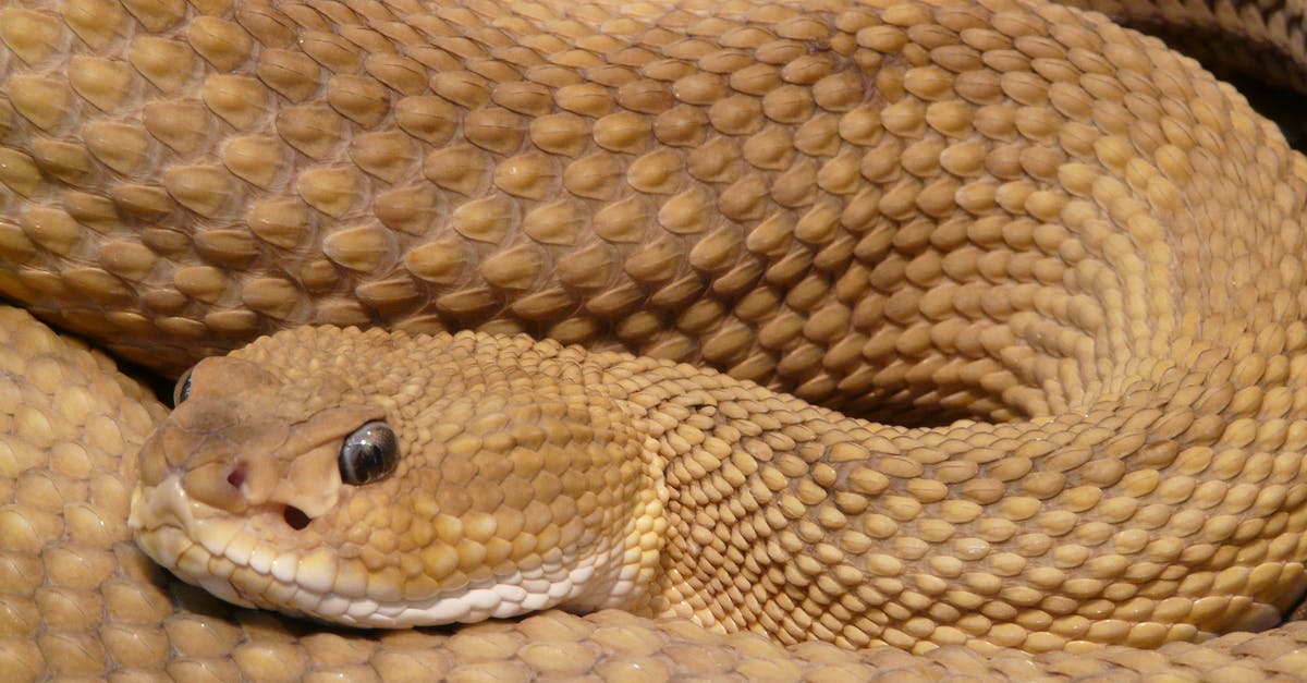 What was in it for Viper? - Brown Viper Snake