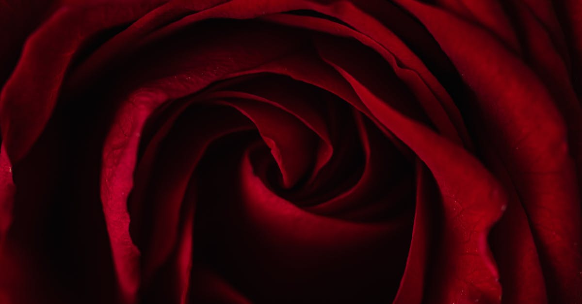 What was Louis's dark gift in Interview with The Vampire? - Fresh red rose bud background