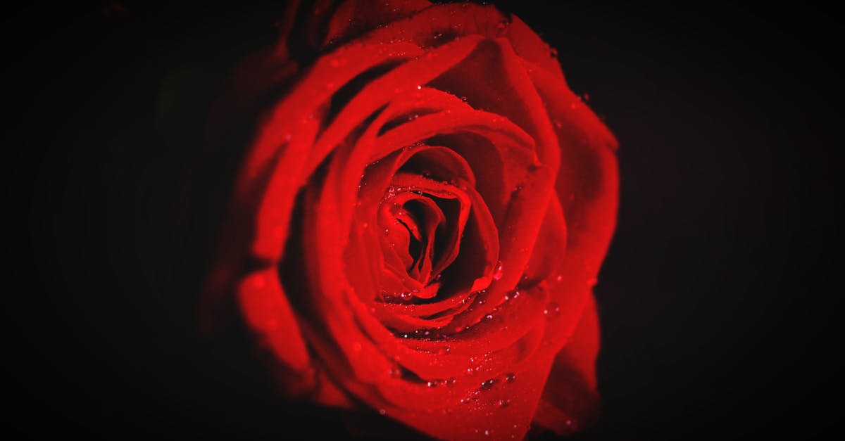 What was Louis's dark gift in Interview with The Vampire? - Red Rose Flower Wallpaper