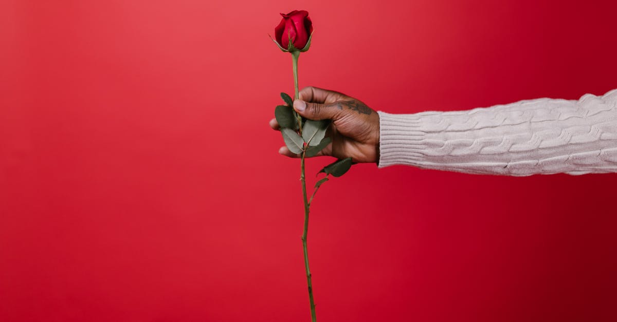 What was Michael's role in Chidi's idea? - Person Holding Red Rose Flower