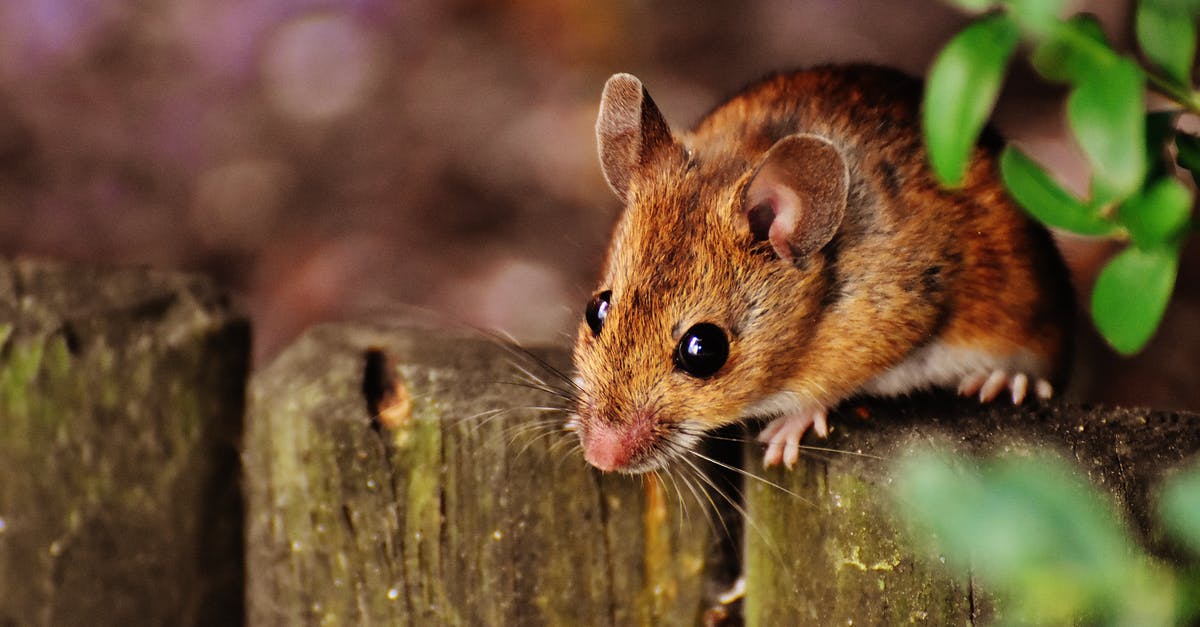 What was Rat looking for in Fantastic Mr. Fox? Cider? - Selective Focus Photography of Brown Mouse
