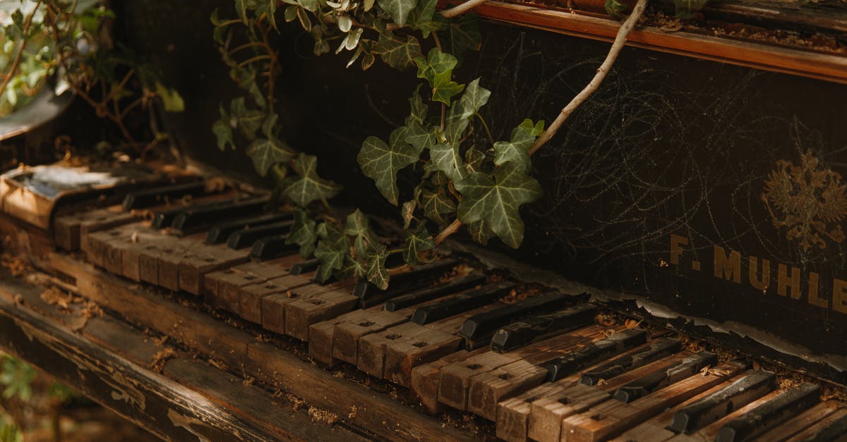 What was so special about The Piano that Ada was willing to do anything to have it? - Green Leaves on Brown Wooden Frame