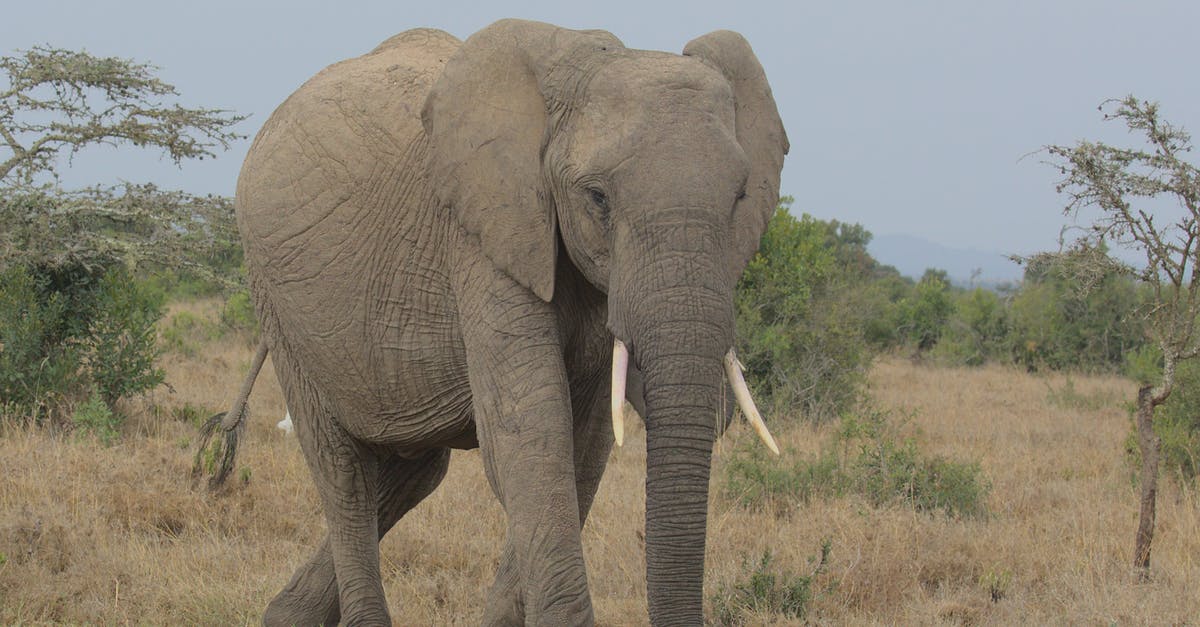 What was the 'Elephant movie'? - An Elephant in a Savanna