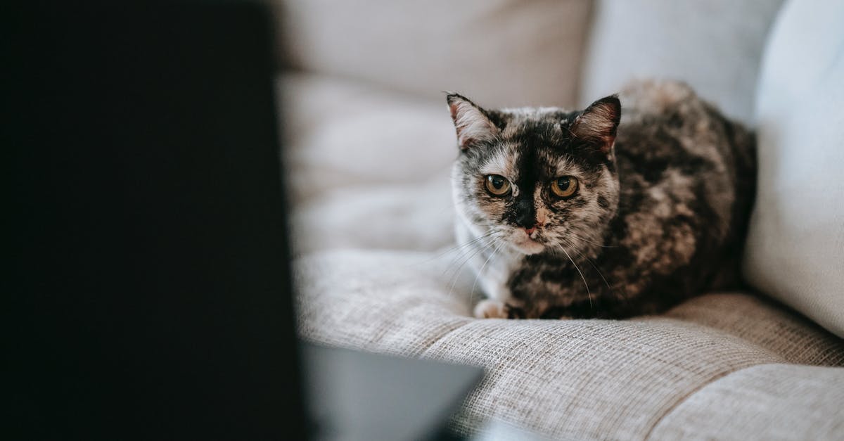 What was the first live-action movie to feature a talking animal? - Cute curious cat watching video on laptop sitting on couch