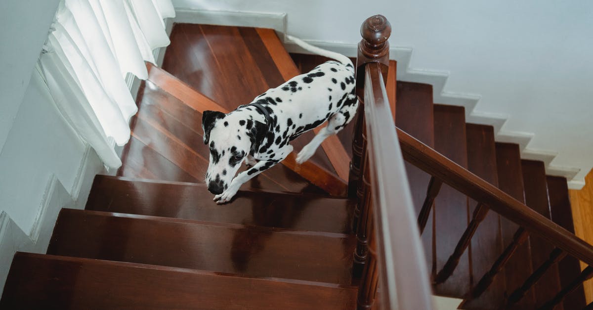 What was the “It Could Be” running joke on House MD? - Black and White Dalmatian Dog on Brown Wooden Staircase