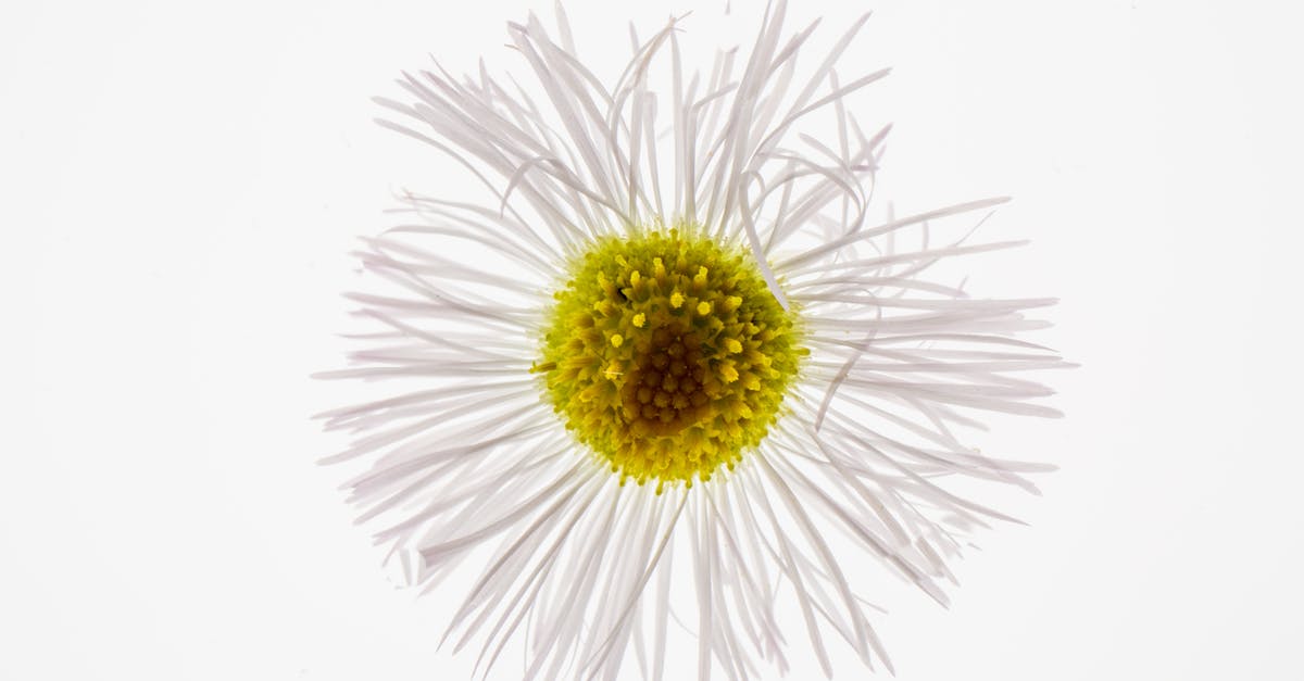 What was the nature of Matt's gift to Kelly? - Gentle blue spring daisy on white background
