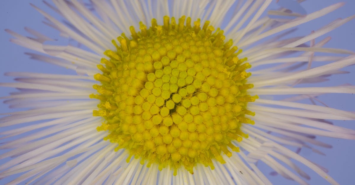 What was the nature of Matt's gift to Kelly? - Closeup of amazing gentle blue spring daisy flower with thin white petals and yellow pestle against blue background