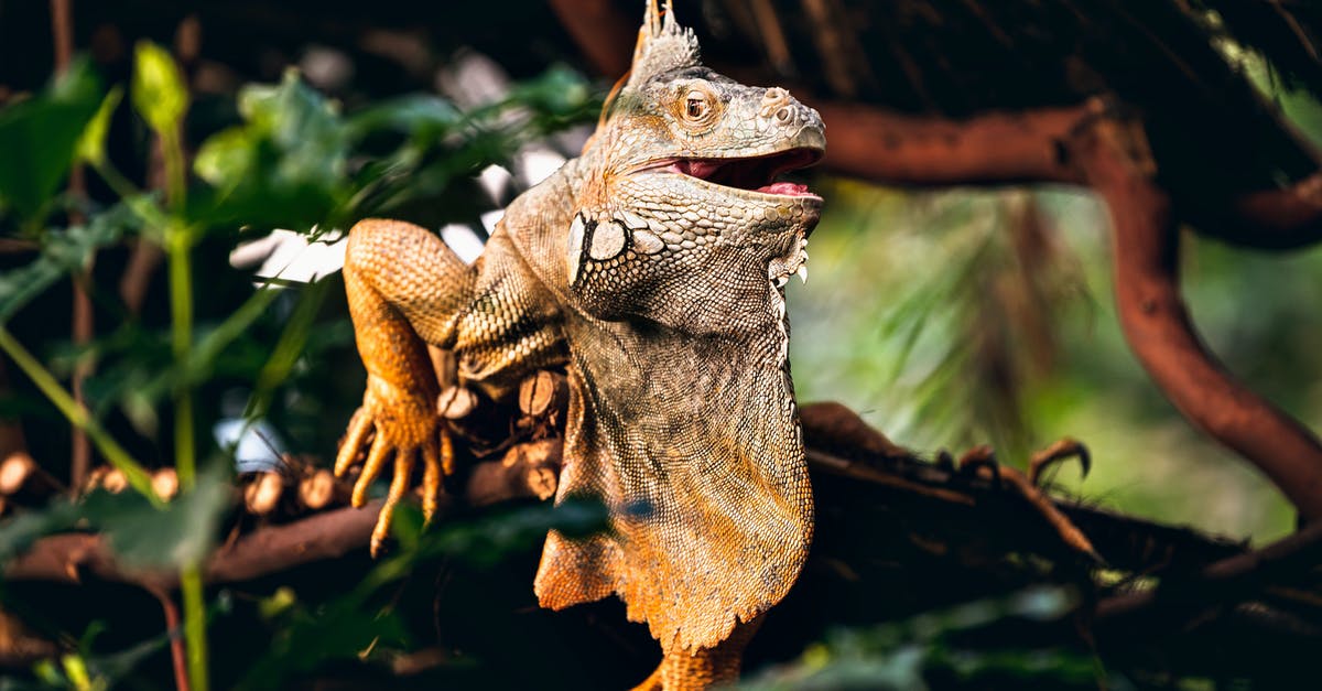 What was the purpose of animating some of the dragons in the Dragon Manual? - Brown and Gray Bearded Dragon on Brown Tree Branch