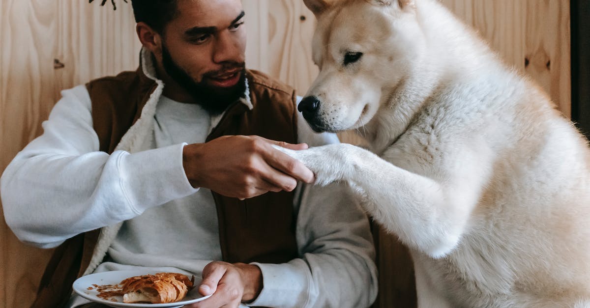 What was the purpose of Candie's handshake in Django Unchained? - Crop young African American male owner in trendy outfit holding paw of curious playful Akita dog while sitting on chair and eating delicious croissant