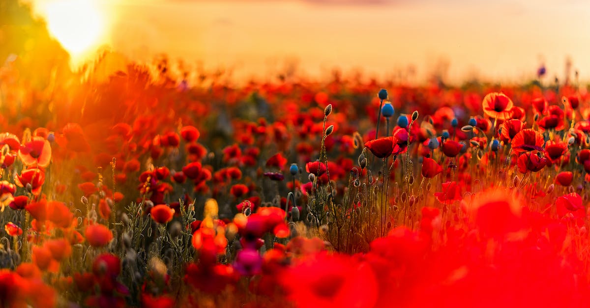 What was the red sky in V? - Shallow Focus Photography of Red and Blue Flowers