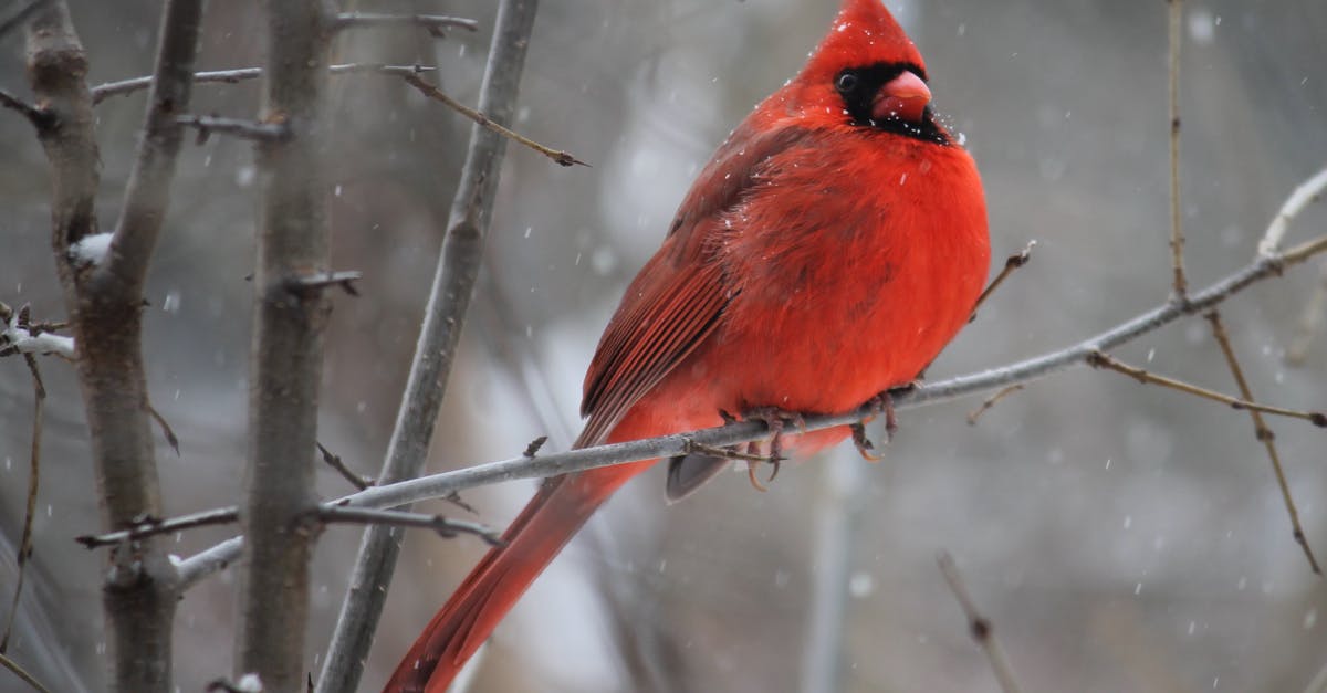 What was the significance of Northern cardinal? - Red Cardinal Bird on Tree Branch