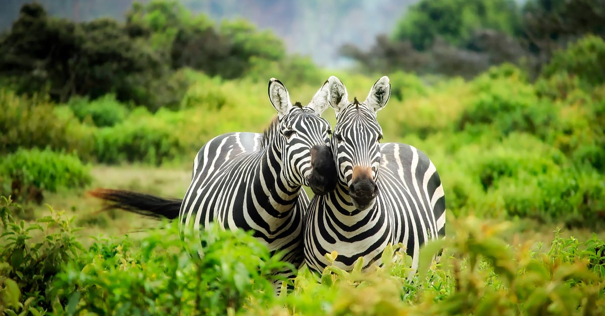 What was the significance of overemphasis of conservation of resources posters? - Zebras on Zebra