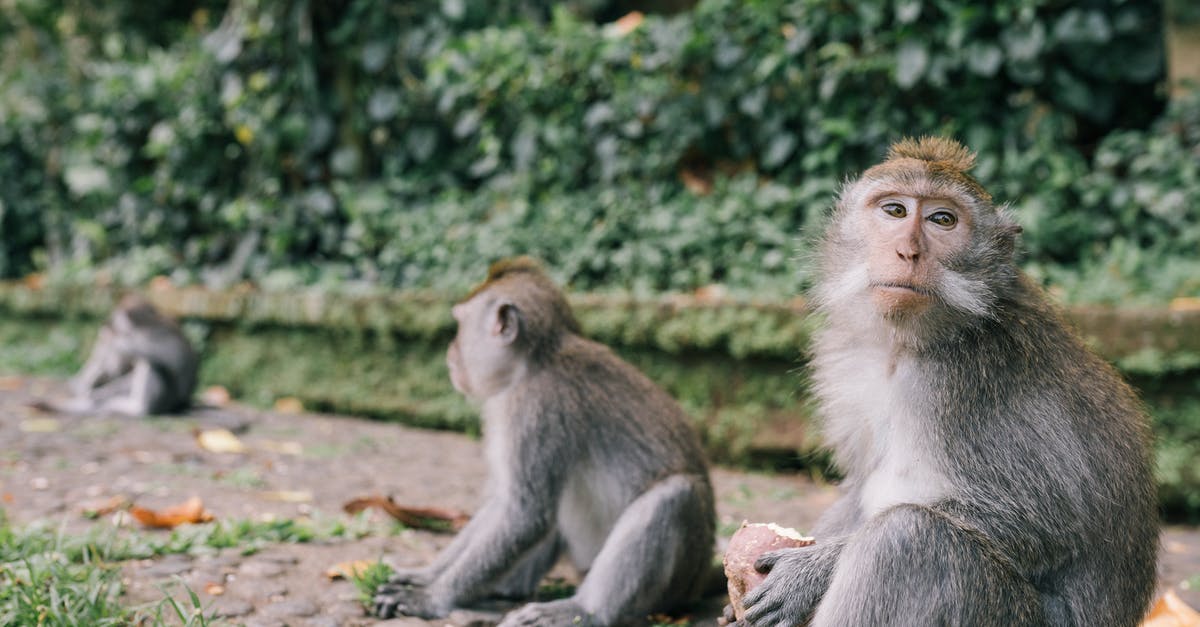 What was the story of 12 monkeys really about? - Brown Monkey Sitting on Ground