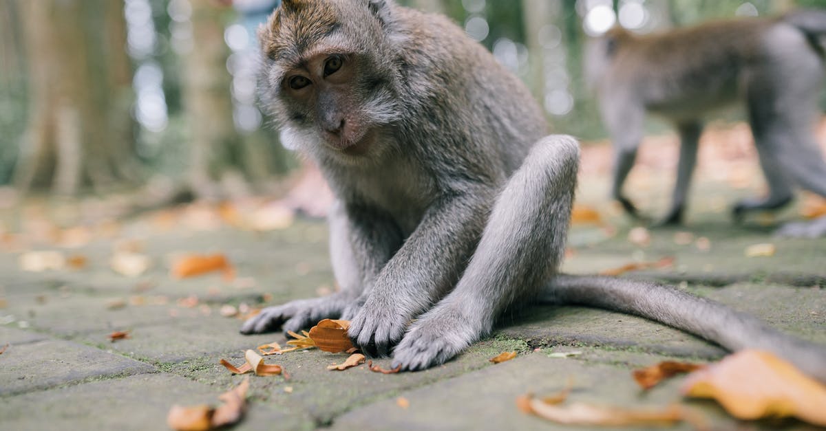 What was the story of 12 monkeys really about? - Brown and Gray Monkey on Brown Dried Leaves