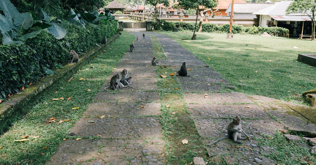 What was the story of 12 monkeys really about? - Gray and White Cats on Green Grass Field