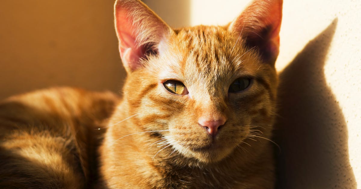 What was with Ron Perlman's character's nose obsession in Cronos? - Orange Tabby Cat