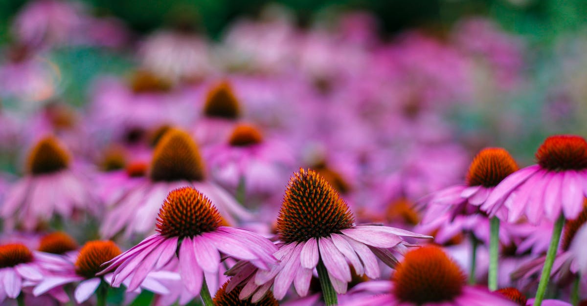 What were the German words spoken by Stormfront? - Selective Focus Photo Of Purple Petaled Flowers