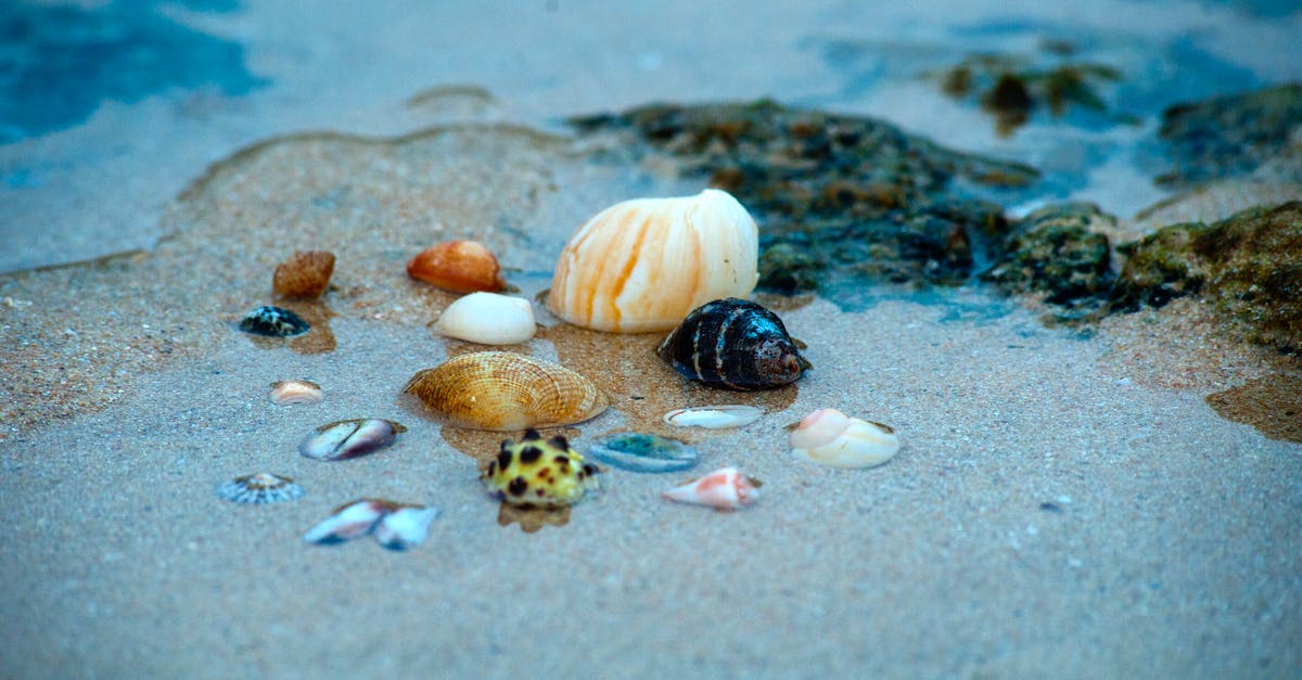 What were the sea shells for in Demolition Man? - Sea Shells on Body of Water