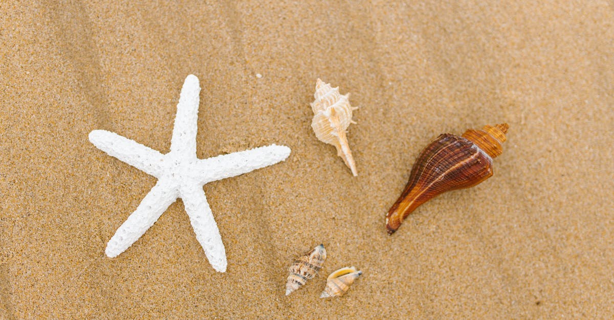 What were the sea shells for in Demolition Man? - Sea Shells and a Starfish on the Beach Sand
