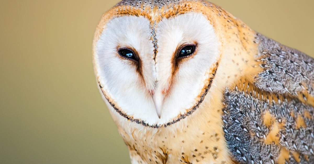 What would be the equivalent of the carnivorous island? - Close-Up Photo of Beige and Gray Barn Owl
