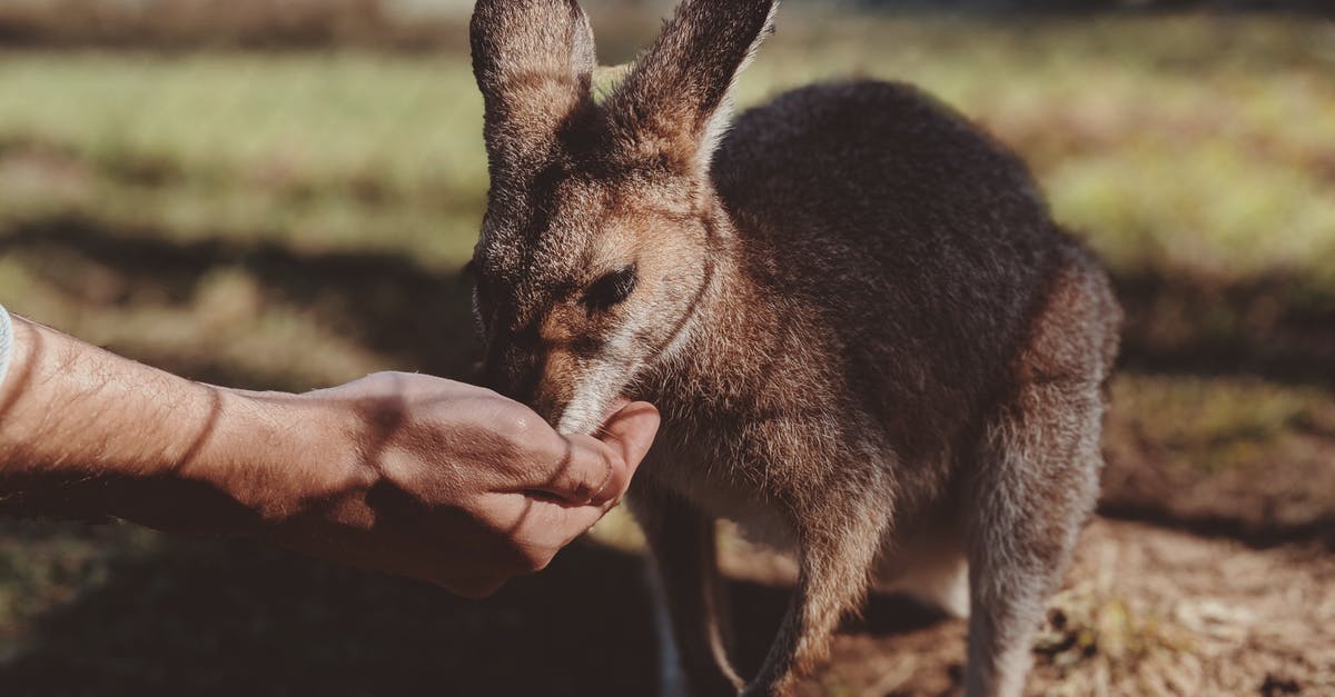 When did Joey become an idiot? - Close-Up Photo of Person's Hand Feeding a Kangaroo