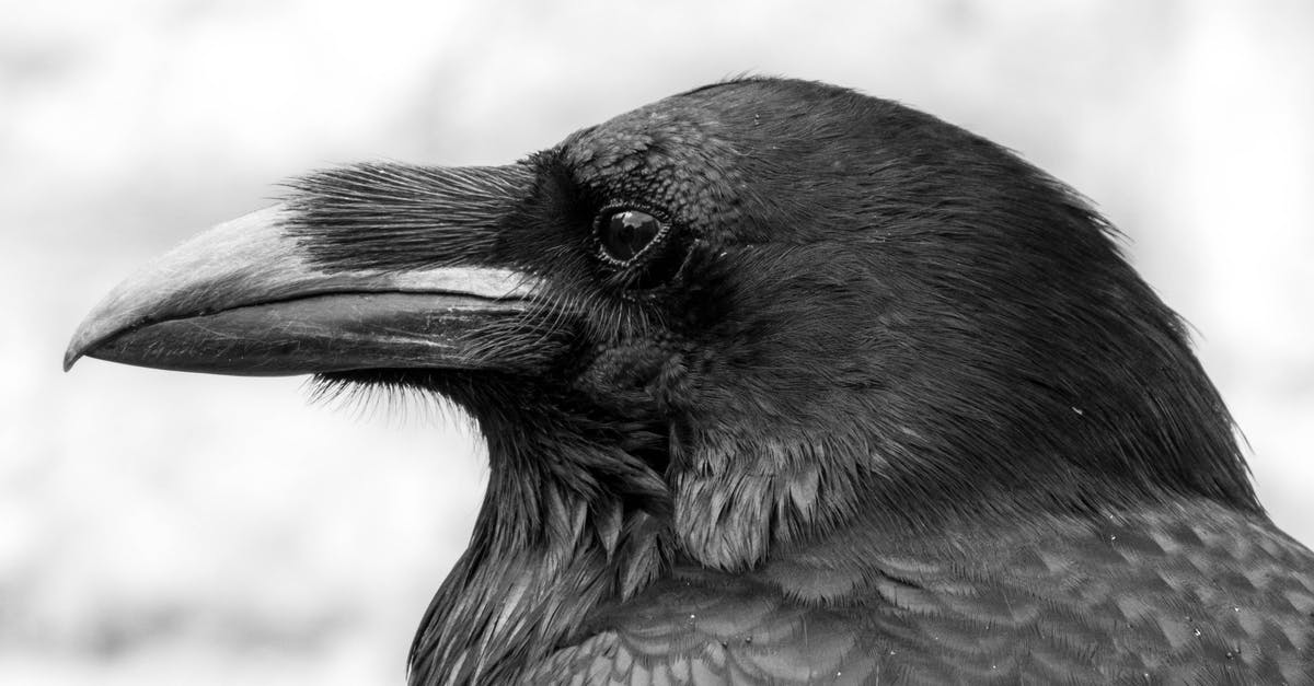 When does Devon Carter learn about Raven Baxter's psychic abilities? - A Close-up Shot of a Black Bird in Grayscale Photography