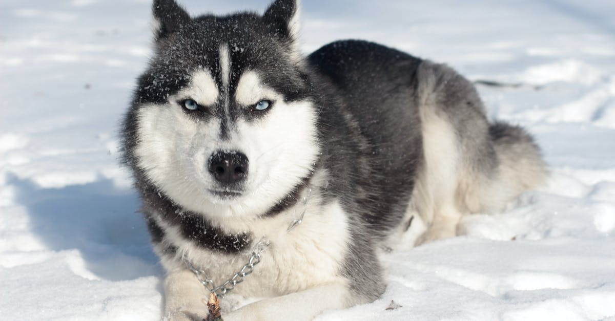 When Jack Torrance is frozen, why is he looking up? - Siberian Husky Lying On the Snow Covered Ground