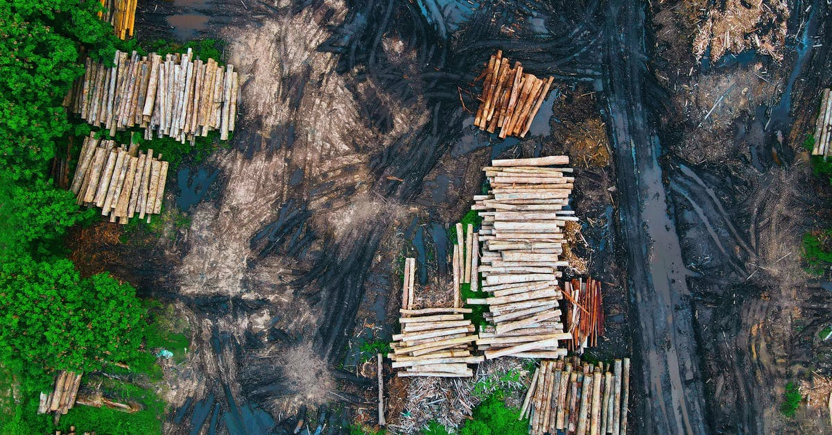 When Saruman began cutting lumber from Fangorn Forest was he aware of the Ents' existence? - Aerial view of log trunks piles recently cut stored on dirty wet ground between rural road and green forest trees in daylight
