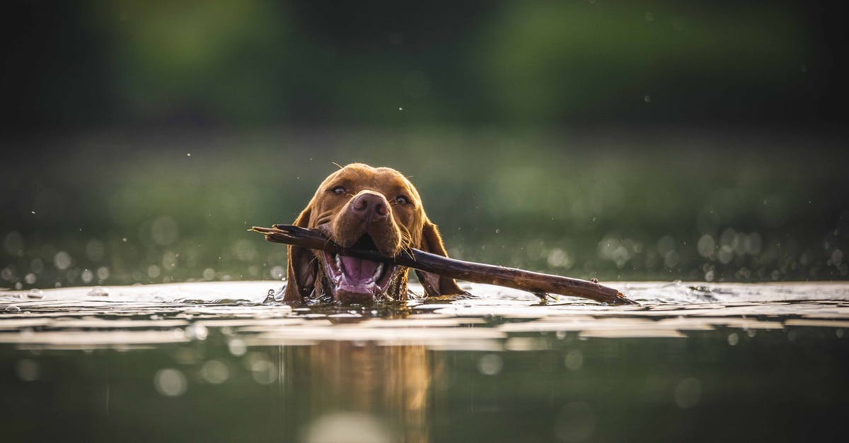 Where's the body? - Brown Dog on Water with Stick on its Mouth 